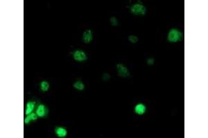 Anti-RBBP7 mouse monoclonal antibody (ABIN2455207) immunofluorescent staining of COS7 cells transiently transfected by pCMV6-ENTRY RBBP7 (RC217969). (RBBP7 anticorps)