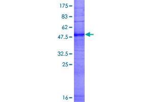 Image no. 1 for Olfactory Receptor, Family 12, Subfamily D, Member 3 (OR12D3) (AA 1-316) protein (GST tag) (ABIN1313446)
