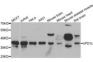 Western blot analysis of extracts of various cell lines, using UFD1L antibody.