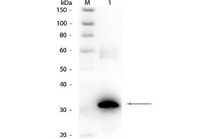 Western Blot of Rabbit anti-Carbonic Anhydrase II Antibody Biotin Conjugated.