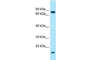 Western Blotting (WB) image for anti-Surfactant Protein A1 (SFTPA1) (C-Term) antibody (ABIN2789661) (Surfactant Protein A1 anticorps  (C-Term))