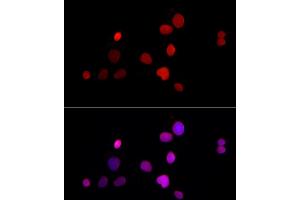 Immunofluorescence analysis of HepG2 cells using TMPO Rabbit pAb (ABIN3016206, ABIN3016207, ABIN3016208, ABIN1683056 and ABIN1683057) at dilution of 1:50 (40x lens).