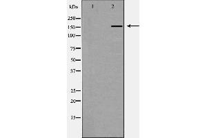 Western blot analysis of CUTL1 expression in K562 cells,The lane on the left is treated with the antigen-specific peptide. (CUX1 anticorps  (N-Term))
