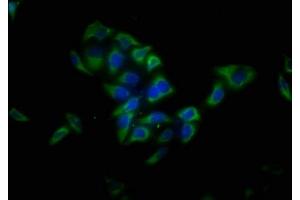 Immunofluorescence staining of Hela cells with ABIN7158058 at 1:13, counter-stained with DAPI. (LRTM1 anticorps  (AA 1-212))