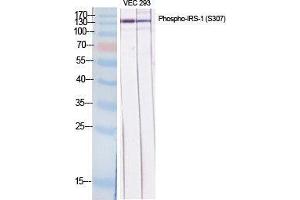 Western Blot (WB) analysis of specific cells using Phospho-IRS-1 (S307) Polyclonal Antibody. (IRS1 anticorps  (pSer307))