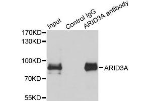 Immunoprecipitation analysis of 150 μg extracts of MCF7 cells using 3 μg ARID3A antibody (ABIN5975618). (ARID3A anticorps)