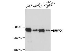 Western blot analysis of extracts of various cell lines, using BRWD1 antibody (ABIN6290119) at 1:3000 dilution. (BRWD1 anticorps)