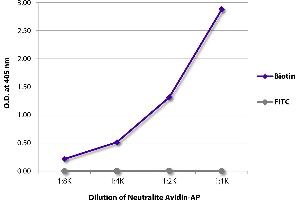 anti-Neutralite Avidin antibody (Alkaline Phosphatase (AP))
