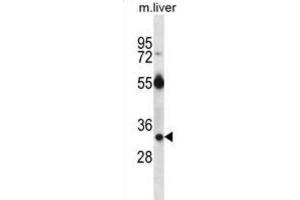 Western Blotting (WB) image for anti-RAS, Dexamethasone-Induced 1 (RASD1) antibody (ABIN2997144) (RASD1 anticorps)