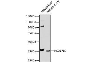 Western blot analysis of extracts of various cell lines, using HSD17B7 Rabbit pAb (ABIN7267812) at 1:1000 dilution. (HSD17B7 anticorps  (AA 110-200))