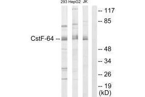 Western blot analysis of extracts from 293 cells.