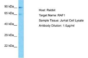 Host: Rabbit Target Name: RAF1 Sample Type: Jurkat Whole Cell lysates Antibody Dilution: 1. (RAF1 anticorps  (Middle Region))