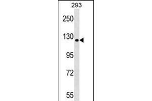 TBC1D1 Antibody (Center) (ABIN1538537 and ABIN2848892) western blot analysis in 293 cell line lysates (35 μg/lane). (TBC1D1 anticorps  (AA 617-645))