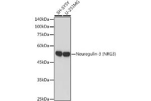 Western blot analysis of extracts of various cell lines, using Neuregulin-3 (Neuregulin-3 (NRG3)) antibody (ABIN7268859) at 1:1000 dilution.