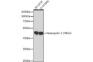 Western blot analysis of extracts of various cell lines, using Neuregulin-3 (Neuregulin-3 (NRG3)) antibody (ABIN7268859) at 1:1000 dilution. (Neuregulin 3 anticorps)