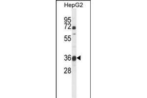 Western blot analysis of MOSC1 Antibody (Center) (ABIN653710 and ABIN2843025) in HepG2 cell line lysates (35 μg/lane). (MOSC1 anticorps  (AA 175-204))