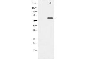 Western blot analysis of Cortactin phosphorylation expression in H2O2 treated HeLa whole cell lysates,The lane on the left is treated with the antigen-specific peptide.