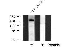 Western blot analysis of FYCO1 expression in Rat spleen lysate (FYCO1 anticorps  (Internal Region))
