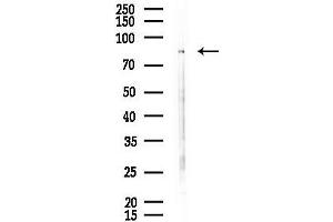anti-Dynamin 1-Like (DNM1L) (C-Term) antibody