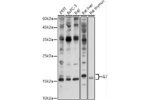 Western blot analysis of extracts of various cell lines, using IL7 antibody (ABIN3022322, ABIN3022323, ABIN3022324, ABIN1513090 and ABIN6218736) at 1:1000 dilution. (IL-7 anticorps  (AA 26-177))