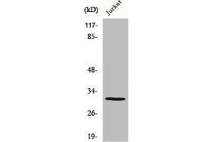 Western Blot analysis of MCF7 cells using Carbonyl Reductase 3 Polyclonal Antibody (CBR3 anticorps  (Internal Region))