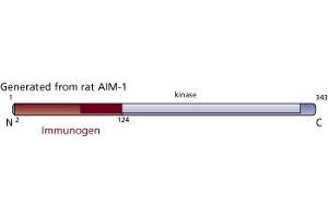 Image no. 1 for anti-Aurora Kinase B (AURKB) (AA 2-124) antibody (ABIN968358) (Aurora Kinase B anticorps  (AA 2-124))