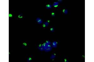 Immunofluorescence staining of MCF-7 cells with ABIN7147174 at 1:50, counter-stained with DAPI.