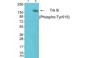 Western blot analysis of extracts from NIH/3T3 cells, using Trk B (phospho-Tyr515) antibody. (TRKB anticorps  (pTyr515))
