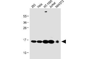 All lanes : Anti-Mouse) Rbx1 Antibody (C-term) at 1:1000 dilution Lane 1: 293 whole cell lysate Lane 2: Hela whole cell lysate Lane 3: HT-1080 whole cell lysate Lane 4: Jurkat whole cell lysate Lane 5: NIH/3T3 whole cell lysate Lysates/proteins at 20 μg per lane.