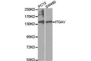 Western Blotting (WB) image for anti-Integrin alpha V (ITGAV) antibody (ABIN1873308) (CD51 anticorps)