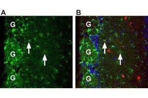 Expression of Prokineticin receptor 1 in mouse brain - Immunohistochemical staining of mouse olfactory bulb brain sections using Anti-Prokineticin Receptor 1 (extracellular) Antibody (ABIN7043560 and ABIN7045110), (1:100).