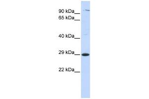 Tetraspanin 2 antibody used at 1 ug/ml to detect target protein. (Tetraspanin 2 anticorps  (Middle Region))