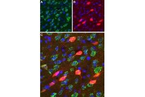 Expression of DRD3 in rat striatum  - Immunohistochemical staining of perfusion-fixed frozen rat brain sections using Anti-D3 Dopamine Receptor (extracellular) Antibody (ABIN7043109, ABIN7044231 and ABIN7044232), (1:100).