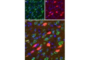 Expression of DRD3 in rat striatum  - Immunohistochemical staining of perfusion-fixed frozen rat brain sections using Anti-D3 Dopamine Receptor (extracellular) Antibody (ABIN7043109, ABIN7044231 and ABIN7044232), (1:100). (DRD3 anticorps  (Extracellular, N-Term))