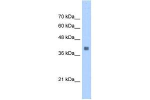 ALDOA antibody used at 0. (ALDOA anticorps  (N-Term))