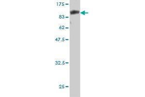 Western Blot detection against Immunogen (82.