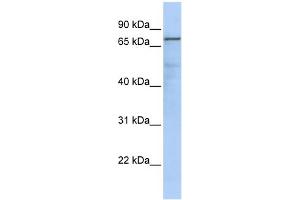 WB Suggested Anti-GMPS Antibody Titration:  0.