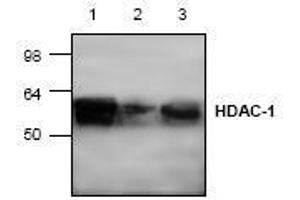 Image no. 1 for anti-Histone Deacetylase 1 (HDAC1) (C-Term) antibody (ABIN127232) (HDAC1 anticorps  (C-Term))