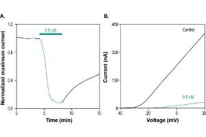 δ-Dendrotoxin blocks KV1. (delta-Dendrotoxin Protéine)