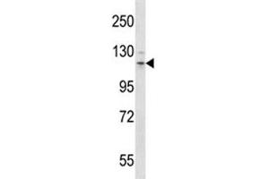 Flt3 antibody western blot analysis in mouse stomach tissue lysate.
