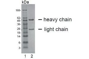 anti-Carcinoembryonic Antigen-Related Cell Adhesion Molecule 20 (CEACAM20) antibody