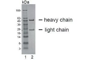 SDS-PAGE analysis of purified HT-12D8 monoclonal antibody. (CEACAM20 anticorps)