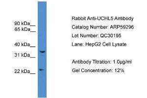 WB Suggested Anti-UCHL5  Antibody Titration: 0. (UCHL5 anticorps  (Middle Region))