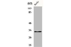 Western Blot analysis of HuvEc cells using COX6c Polyclonal Antibody (COX6C anticorps  (Internal Region))