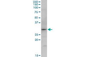 SNX12 MaxPab polyclonal antibody. (SNX12 anticorps  (AA 1-172))