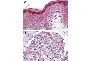 Immunohistochemical staining of formalin-fixed, paraffin-embedded human skin (A) and human kidney (B) tissue after heat-induced antigen retrieval. (Serotonin Receptor 1E anticorps  (3rd Cytoplasmic Domain))