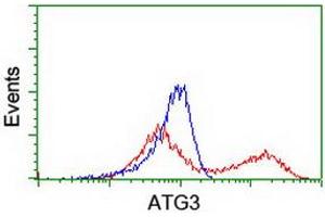 Image no. 5 for anti-ATG3 Autophagy Related 3 (ATG3) antibody (ABIN1496760) (ATG3 anticorps)