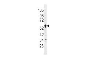 Western blot analysis of anti-DUSP4 Antibody (C-term) (ABIN392861 and ABIN2842278) in HepG2 cell line lysates (35 μg/lane).