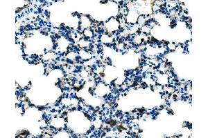 anti-Toll-Like Receptor 8 (TLR8) (N-Term) antibody