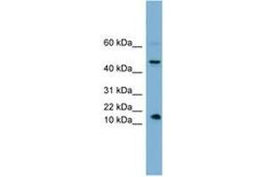 INSL5 antibody  (AA 35-84)